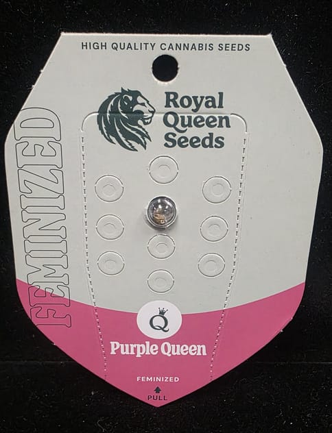 Feminized Seeds - Purple Queen FEM