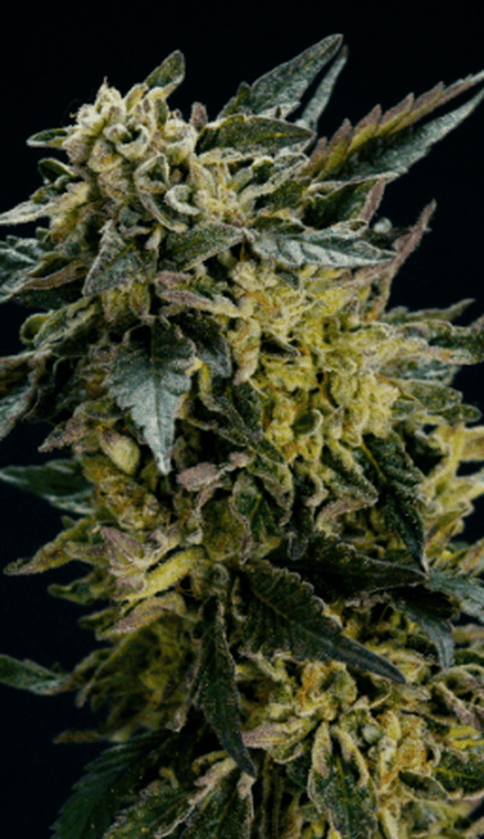 Kush Mintz by Animas Cannabis