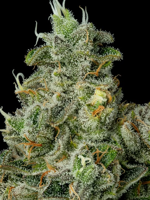 Watermelon Z, Flower - 3.5g