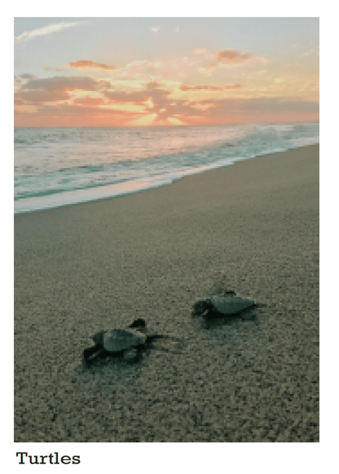 Highmark- Turtles