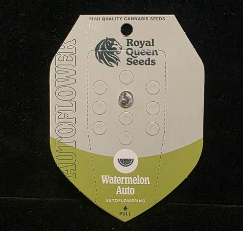 Auto Flowering Seeds - Watermelon Auto