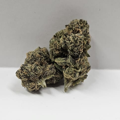 Excolo | OG 33