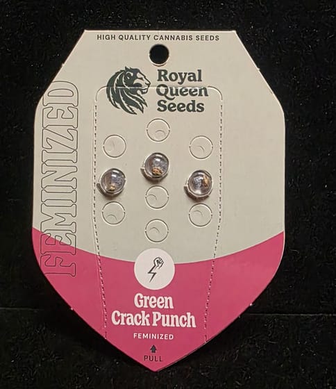 Feminized Seeds - Green Crack Punch 3 Seed FEM