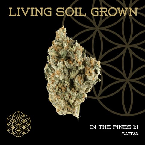 In The Pines - Flower Of Life - (5x .5G) Multi-Pack Pre-Roll - Sativa - 2.5G**