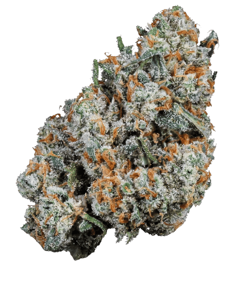FLOWER | JACK HERER | SATIVA DOMINANT HYBRID | 1 GRAM