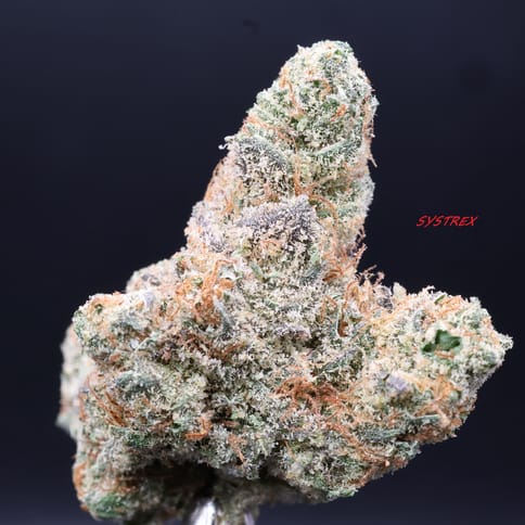 Huckleberry Web (Deep Creek)