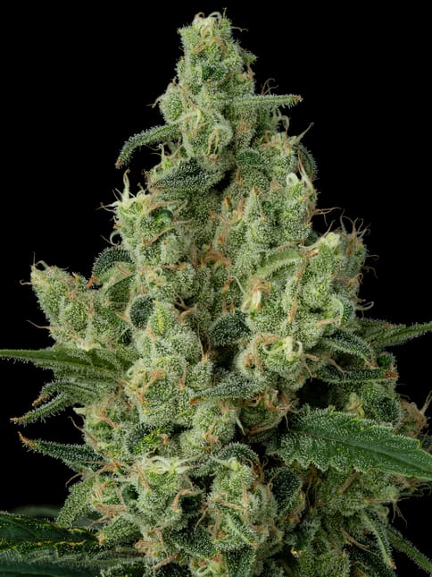 The Hive #11, Flower, 3.5g