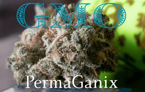 G.M.O. Flower PermaGanix