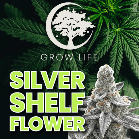 Starfire Cream  - Silver Shelf MED - 7g