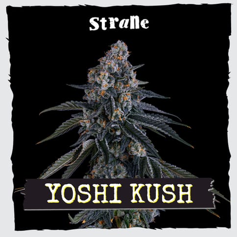 Strane | Flower | - Yoshi Kush | 3.5g Bag