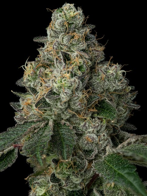 Black Maple #22, Flower - 28g