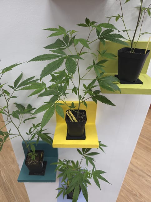 Portal Cannabis | Double Solo Burger Clone