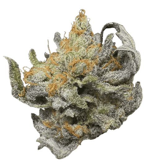 Sattva | Strawberry Biscotti (H) | 7g Indoor Flower
