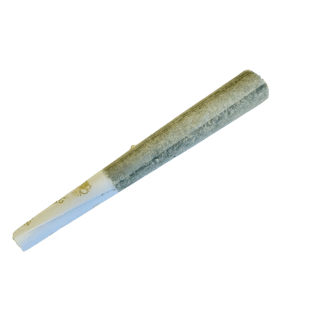 Arctic Bakery | Blueberry Lemon Tart | Arctic Cooler Terp Preroll | 2pk | .5g