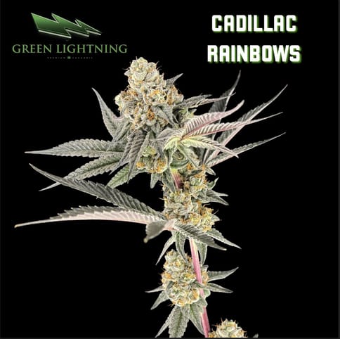 Cadillac Rainbows - Smalls (7g)