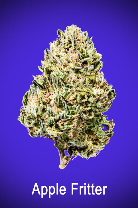 Maggie's Signature Stash | Apple Fritter H | Loose Flower