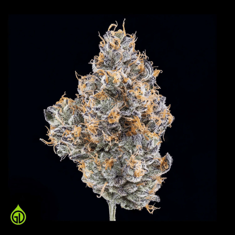 Green Dot | Paloma | Flower Jar | 3.5G