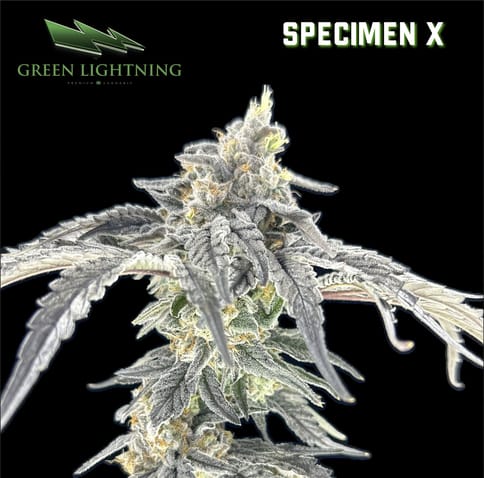 Specimen X (3.5g)