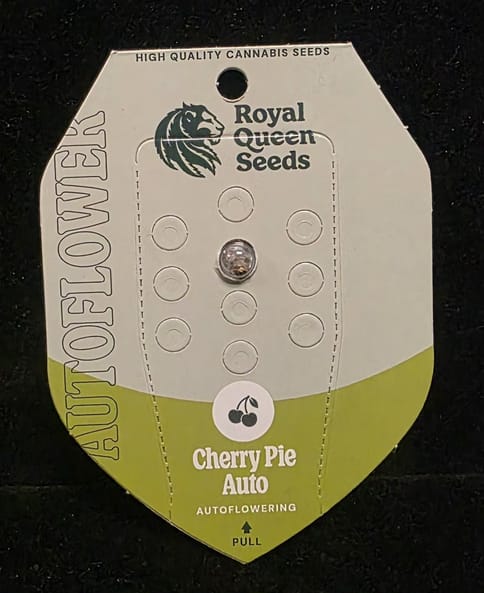 Auto Flowering Seeds - Cherry Pie Auto