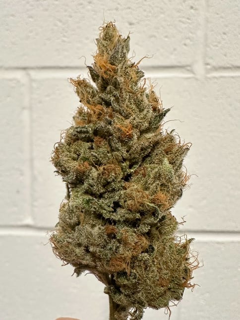 Choof l Sour Puss l 7g
