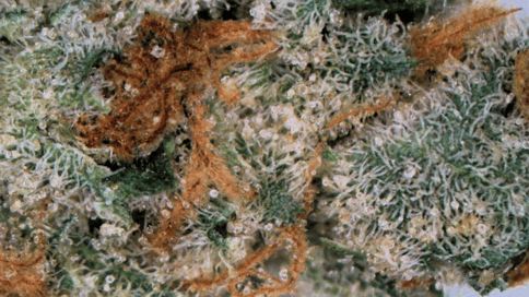 Papaya Bars - FLOWER