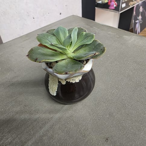 Faith McClurg Small Pots (3 for $20)