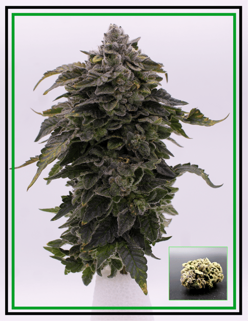 Buds - Princefari