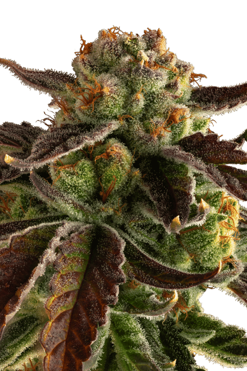 Trop Gelato 3.5g