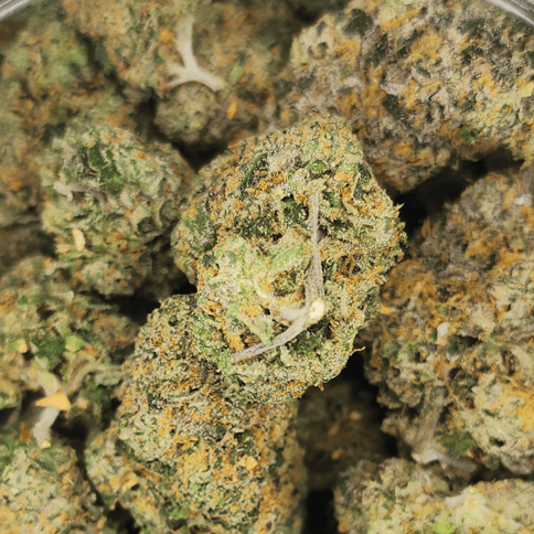 Sherbanger 22 - Bulk Flower - Sherbanger 22 A's