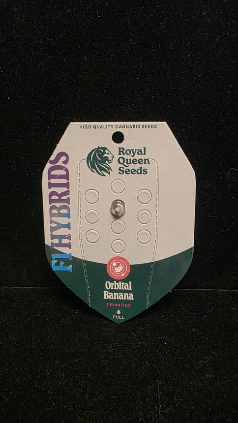 Feminized Seeds - Orbital Banana F1