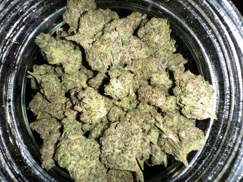 TropMuffins Buds