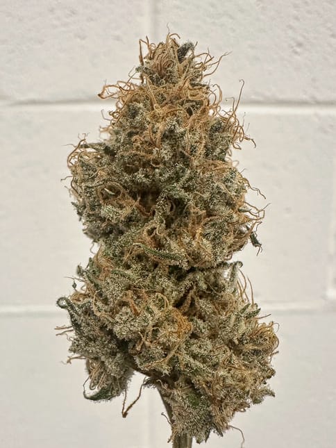 Choof | Huckleberry Juice | 1g