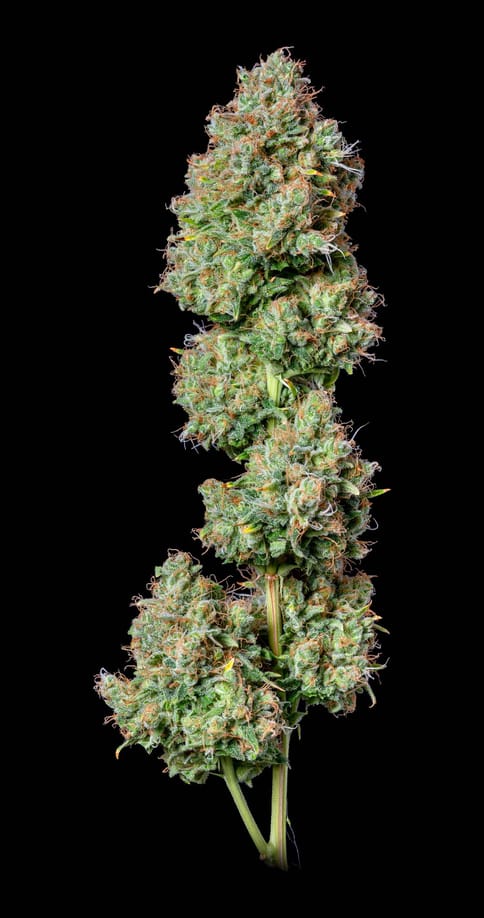 Alt Sol | King's Juice | 7g