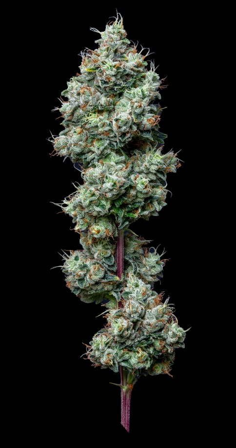 Alt Sol | Motorbreath | 3.5g