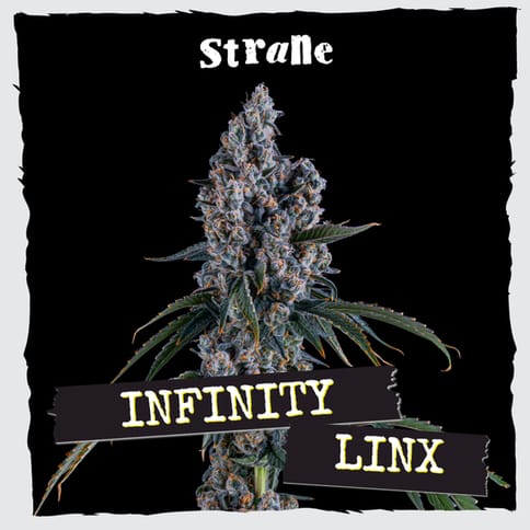 Strane | Flower | - Infinity Linx | 3.5g Bag