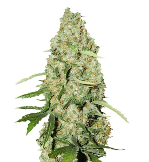 Kaya - White Maple - (H) Flower