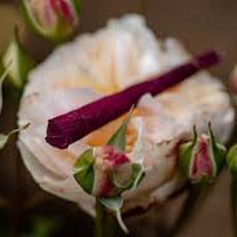 Iced Sangria 1G Rose Blunt (CVC)