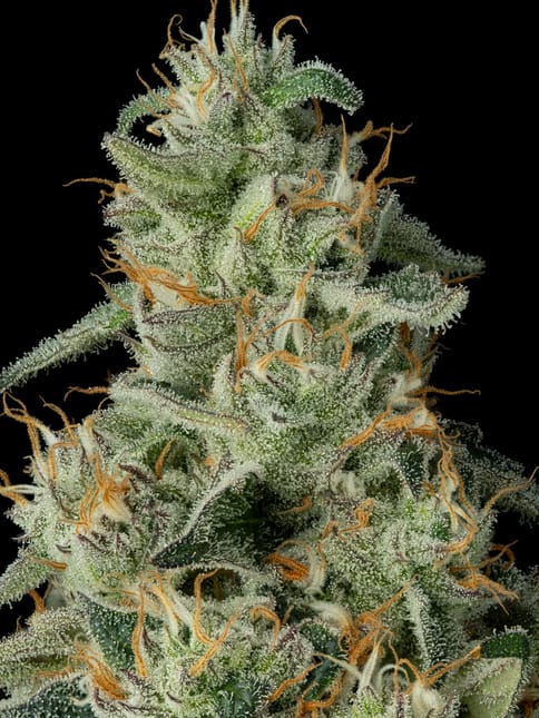 Mule Fuel, Flower - 3.5g