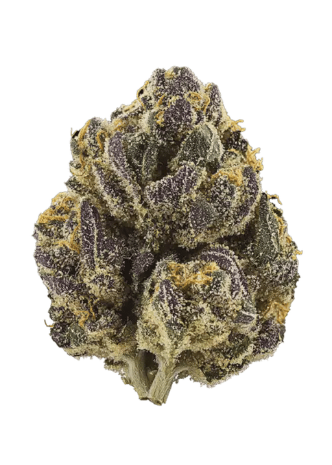 Sattva | Gelo Belts (I) | 7g Indoor Flower