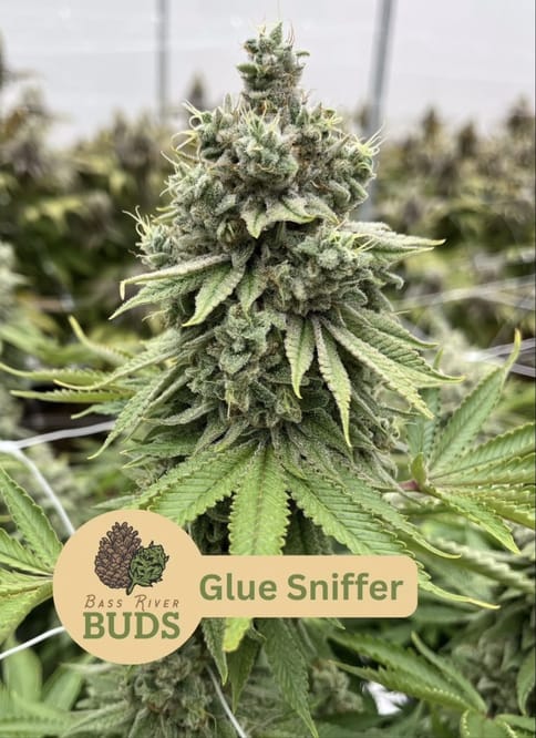 Glue Sniffer