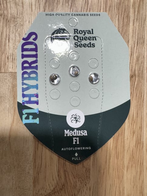 Royal Queen Seeds 3PK - Medusa F1