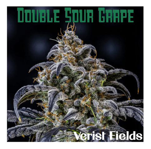 Double Sour Grape - Mini PreRolls .35g 5pk