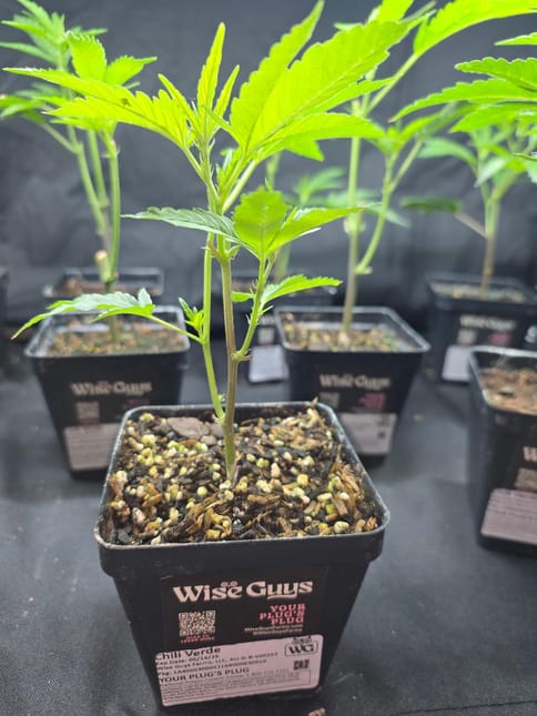 Chili Verde | Plant Clone | Wise Guys