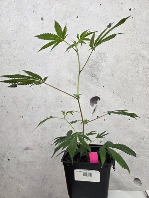 Portal Cannabis | Pleasure Point Clone