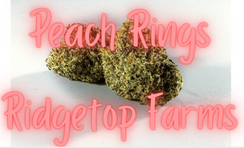 Peach Rings Flower Ridgetop Farms