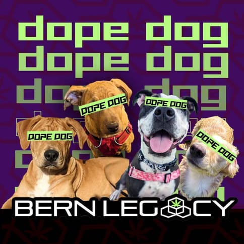 Dope Dog 2g Live Rosin Dabs
