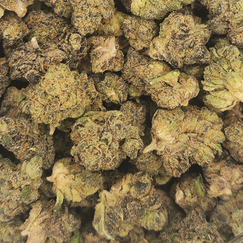 FREEDOM GREEN | CANDY CAKE | BULK FLOWER
