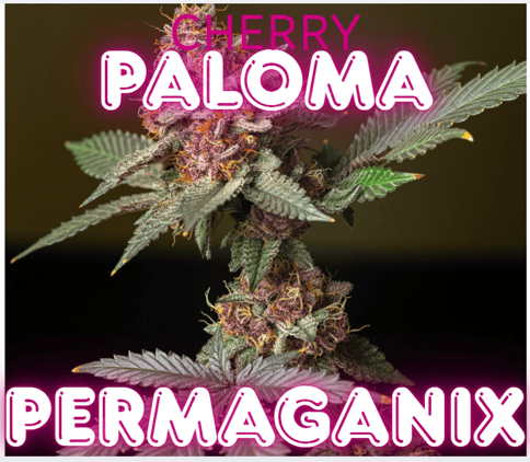 Cherry Paloma Flower PermaGanix