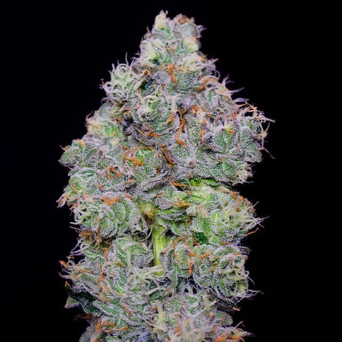 Cannabis Brothers | Flower | 3.5g | Cookies N Chem