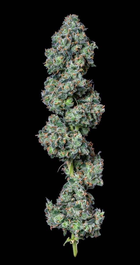 Alt Sol | Jack Herer | 3.5g